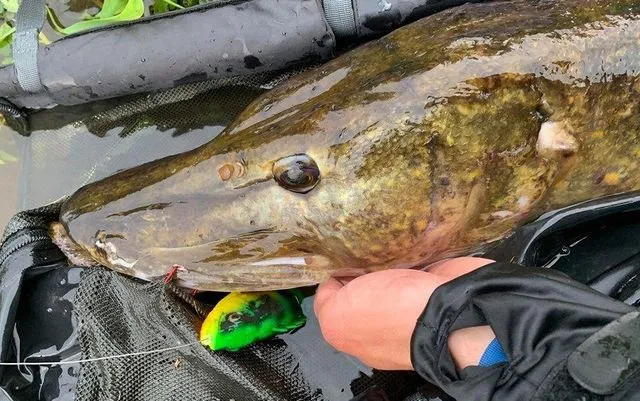 Savage Gear 4D Line Thru Perch Shad 20cm 100g Perch