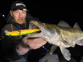Wobbler für Zander - Köder des Vertrauens!