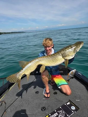 Savage Gear 4D Line Thru Roach Softbaits 32cm 1.5–3m 445g Moderate Sink Roach