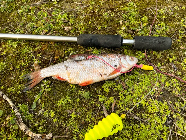 Black Cat Dead Bait Puncher 40cm River