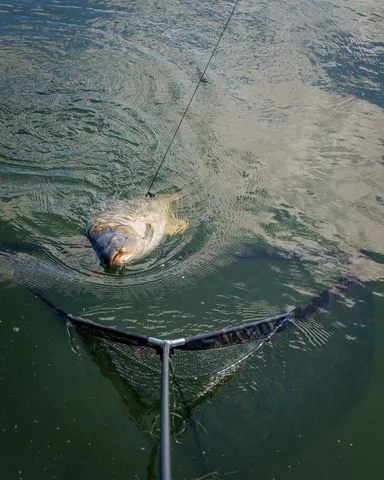 Fox Horizon X4S Landing Net 107cm 240cm Camo Mesh High Modulus Carbon