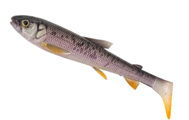 Savage Gear 3D Whitefish Shad Soft Bait 23cm 94g 1pc Wagasaki 3D WHITEFISH SHAD 23CM 94G WAGASAKI 1PC Savage Gear 3d Whitefish Shad - Gummifische - Länge / Gewicht / Packungsinhalt:23cm / 94g / 1 Stück