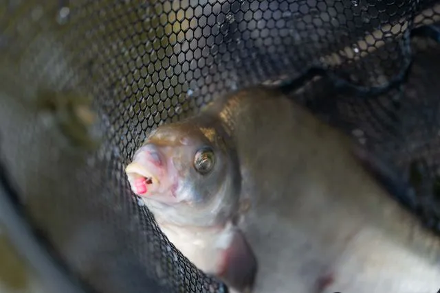 Preston Floater Disgorger Baiting Needle Plastic Coarse