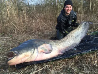 Wallerangeln mit Köderfisch