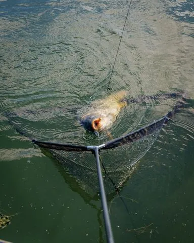 Fox Horizon X4S Landing Net 107cm Camo Mesh High Modulus Carbon